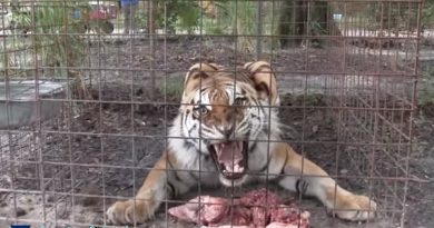 Hungry Angry Tiger